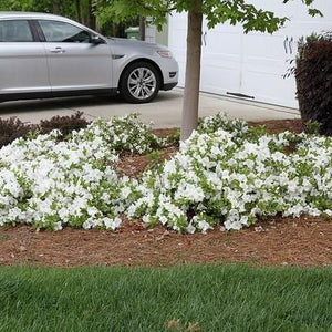 Autumn Moonlight Encore Azalea