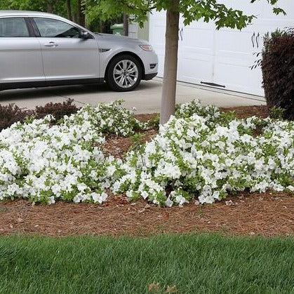 Autumn Moonlight Encore Azalea
