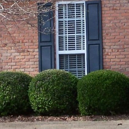 Compact Japanese Holly