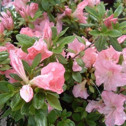 Autumn Debutante Encore Azalea
