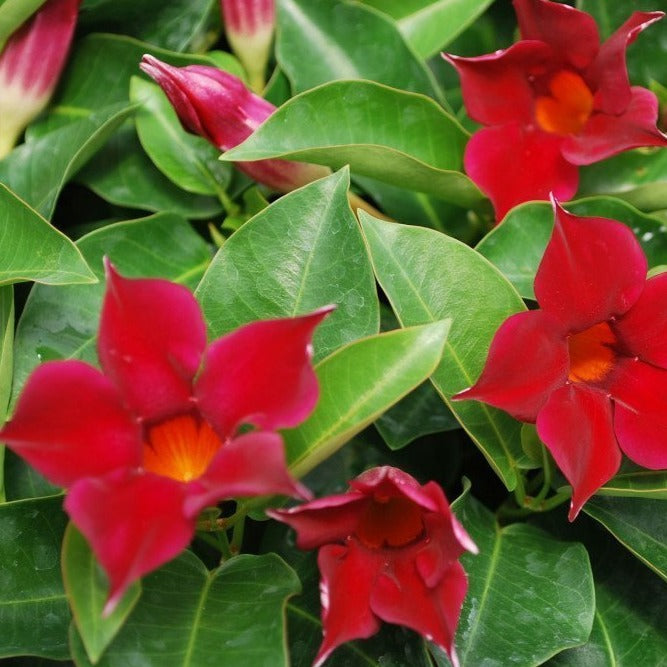 Vine with red flowers discount