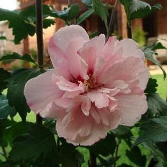 Double Pink Rose of Sharon Tree