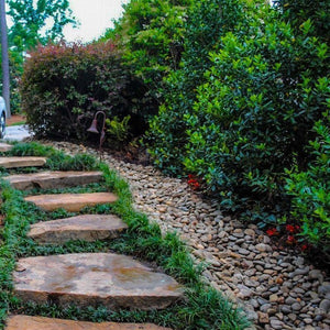 Nellie Stevens Holly privacy hedge