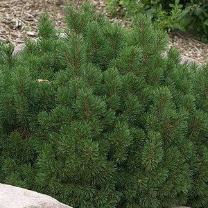 Slowmound Mugo Pine