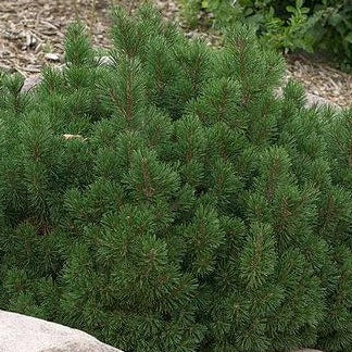 Slowmound Mugo Pine