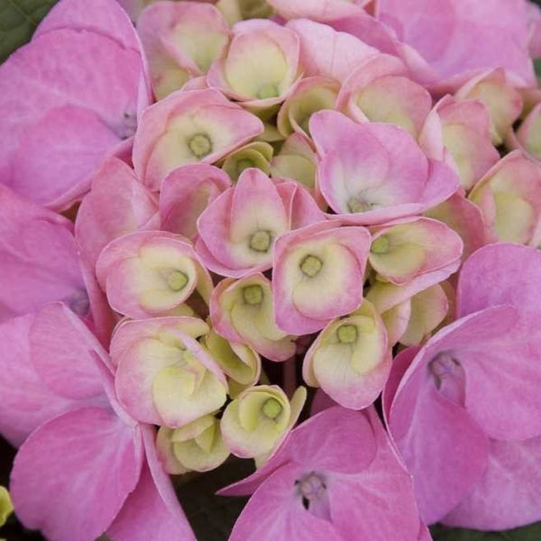 Bloomstruck Hydrangea