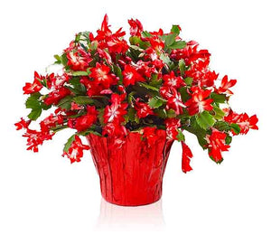 Red Christmas Cactus 