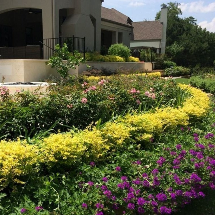 16　Sunshine leaves Sunshine Ligustrum | Lemon Yellow Shrubs - 7 Gallon