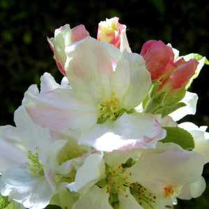 Granny Smith Apple Tree