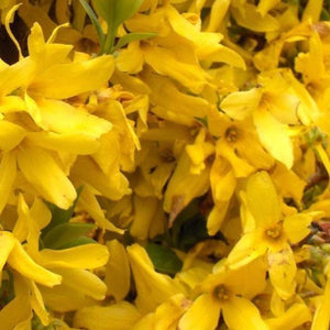 Lynwood Gold Forsythia