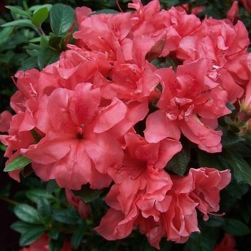 Autumn Coral Encore Azalea