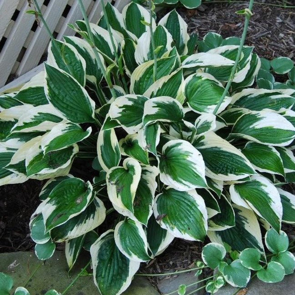 Patriot Hosta
