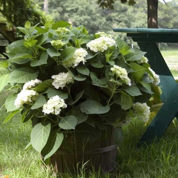 Blushing Bride Hydrangea