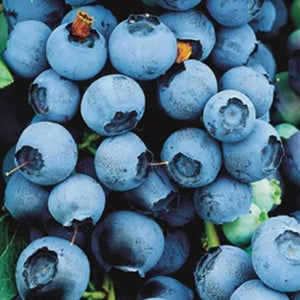 Bluecrop Blueberry Bush