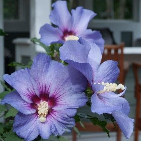 Blue Satin Chiffon Hibiscus Rose of Sharron