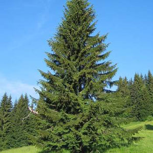 Norway Spruce