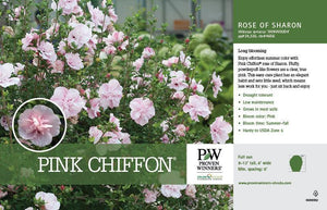 Pink Chiffon Rose Of Sharon