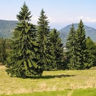 Image of Norway spruce