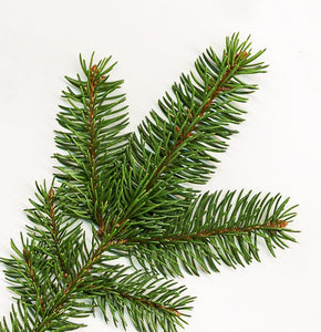 Norway Spruce Foliage