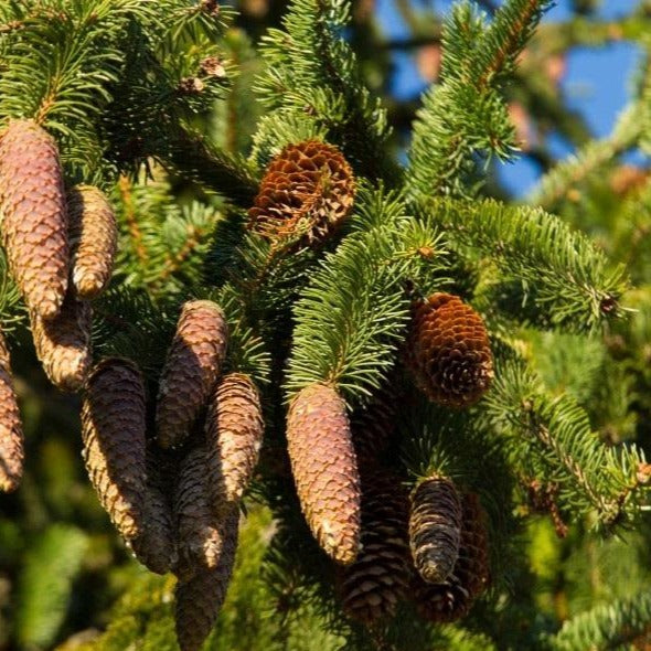 Norway Spruce