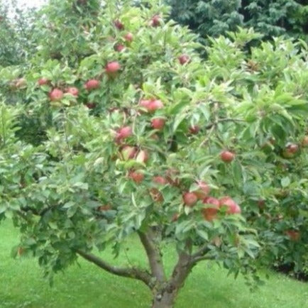 Fresh Honeycrisp Apples (8 count) - Healthy Family Fruit Snack Pack - Fruit  Produce for Delivery - Honeycrisp Apple Gift Pack