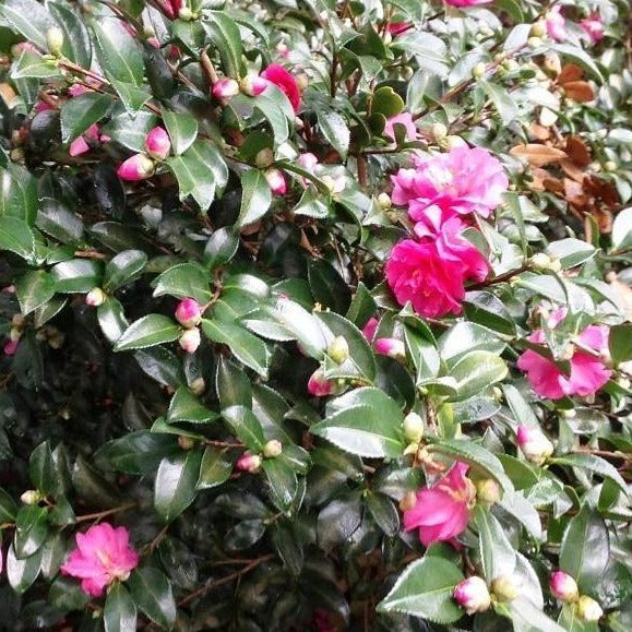 Shishi Gashira Camellia