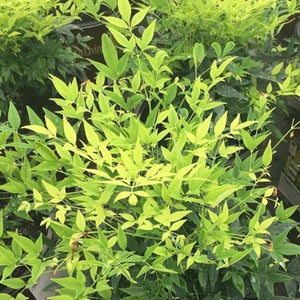 Lemon Lime Nandina