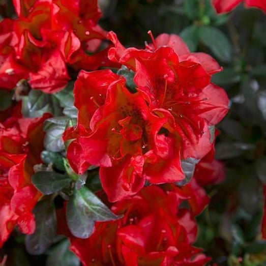 Autumn Fire Encore Azalea