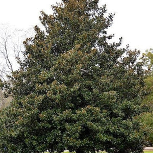 Southern Magnolia