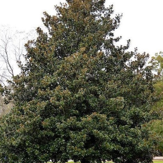 Southern Magnolia