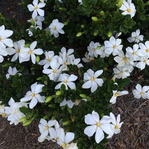 Kleim's Hardy Gardenia