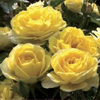 Yellow Sunblaze Miniature Rose
