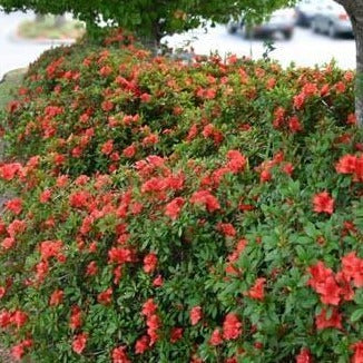 Autumn Sunset Encore Azalea