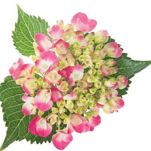 Cityline Paris Bigleaf Hydrangea