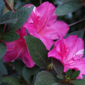 Autumn Royalty Encore Azalea