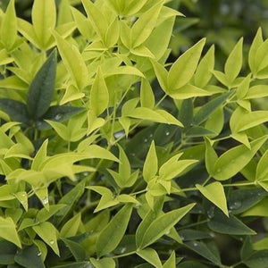 Lemon Lime Nandina