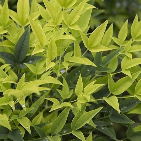 Lemon Lime Nandina