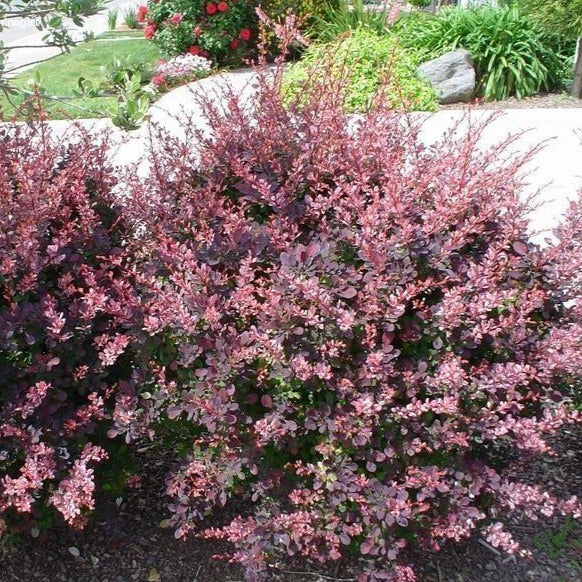 Image of Rose glow barberry plant