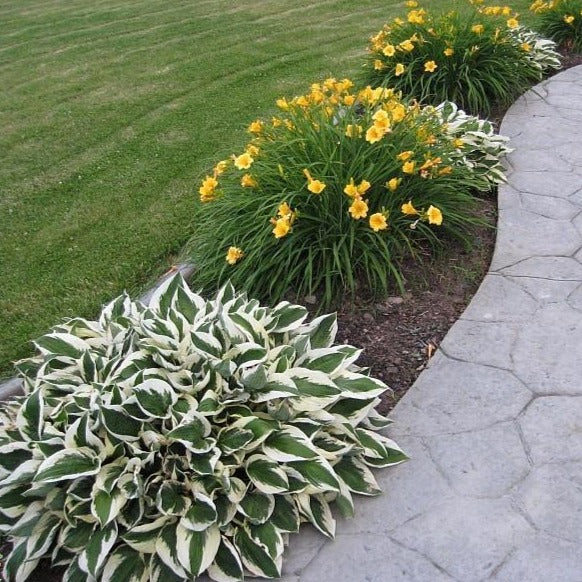 hosta plant in front of house Patriot Hosta | Beautiful Shade Loving Hosta