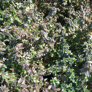 Little Richard Abelia