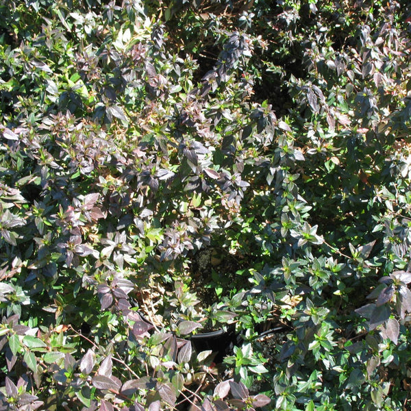 Little Richard Abelia