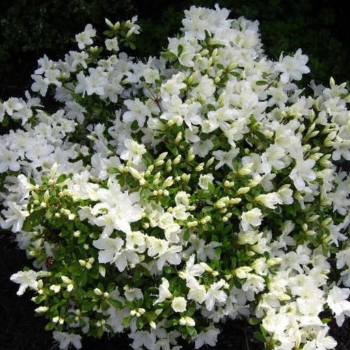 Delaware Valley White Azalea