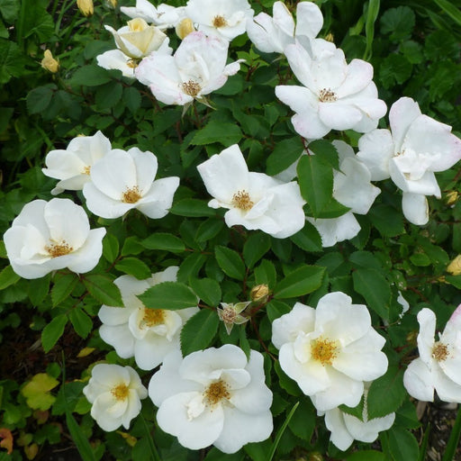 White Knockout Rose