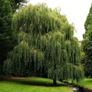 Weeping Willow
