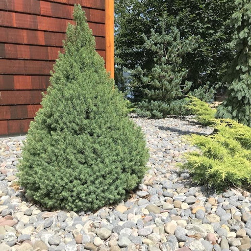 Dwarf Alberta Spruce