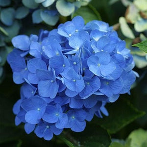 Nikko Blue Hydrangea