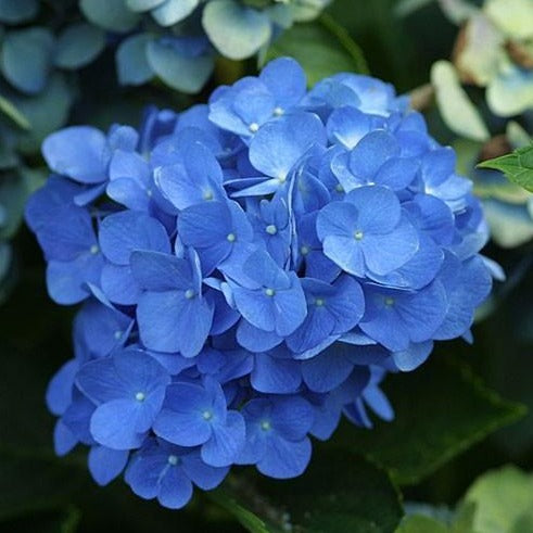 Nikko Blue Hydrangea
