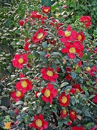 Yuletide Camellia for Sale