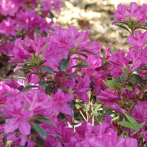 Autumn Amethyst™ Encore® Azalea