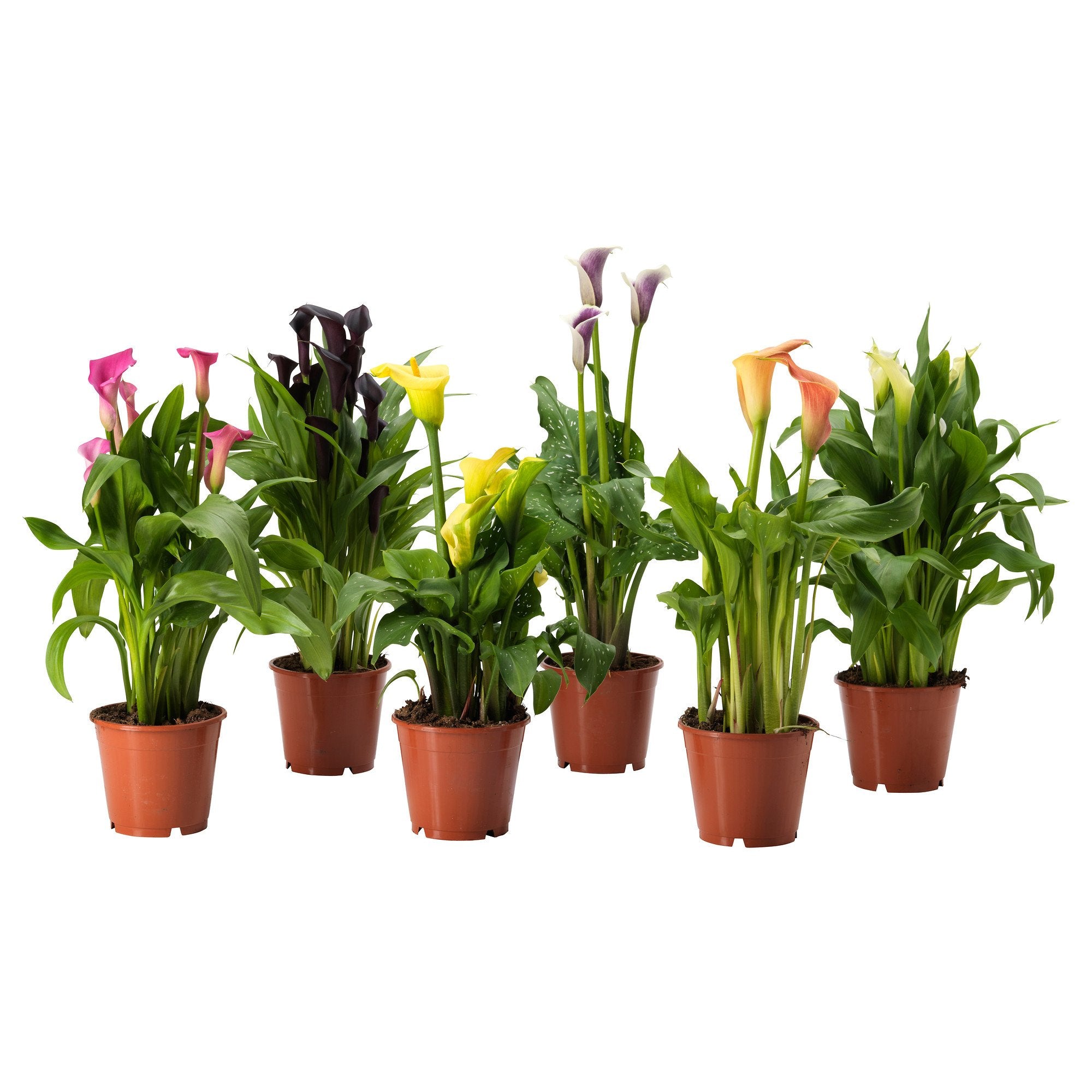 calla lily plant size Calla Lily | Amazing Colorful Lilies For Indoors Or Outdoors